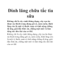 Đinh lăng chữa tắc tia sữa