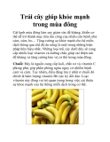 Trái cây giúp khỏe mạnh trong mùa đông