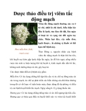 Dược thảo điều trị viêm tắc động mạch