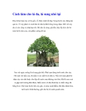 Cách làm cho lá đa, lá sung nhỏ lại