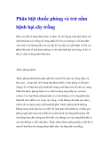 Phân biệt thuốc phòng và trừ nấm bệnh hại cây trồng