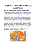Hoạt chất curcumin trong cây nghệ vàng