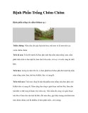 Bệnh Phấn Trắng Chôm Chôm