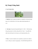 Kinh nghiệm Trồng Bưởi