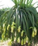 Dùng Bả Diệt Kiến Hôi Trên Quả Thanh Long, Hiệu Quả Cao