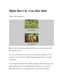 Bệnh Héo Cây Con, Héo Khô