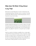 Hiệu Quả Mô Hình Trồng Khoai Lang Nhật