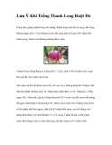 Lưu Ý Khi Trồng Thanh Long Ruột Đỏ