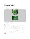 Rầy Lưng Trắng