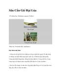 Sâu Cắn Gié Hại Lúa