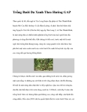 Trồng Bưởi Da Xanh Theo Hướng GAP