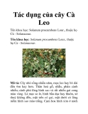 Tác dụng của cây Cà Leo