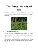 Tác dụng của cây cỏ nến