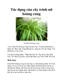 Tác dụng của cây trinh nữ hoàng cung
