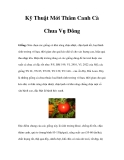 Kỹ Thuật Mới cho Thâm Canh Cà Chua Vụ Đông
