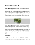Kỷ Thuật Trồng Bầu Hồ Lô