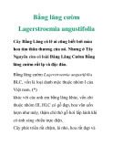 Bằng lăng cườm Lagerstroemia angustifolia