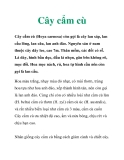 Cây cẩm cù