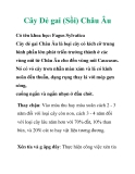 Cây Dẻ gai (Sồi) Châu Âu