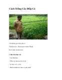 Cách Trồng Cây Diếp Cá