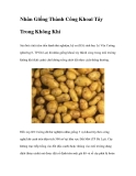 Nhân Giống Thành Công Khoai Tây Trong Không Khí