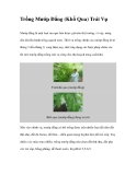 Trồng Mướp Đắng (Khổ Qua) Trái Vụ