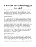 Cá cảnh Các bệnh thường gặp ở cá cảnh