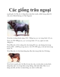 Các giống trâu ngoại