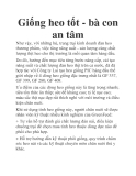 Giống heo tốt - bà con an tâm