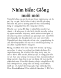 Nhím biển: Giống nuôi mới