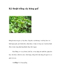 Kỹ thuật trồng cây húng quế