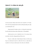 Quản lý và chăm sóc mía gốc