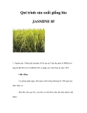 Qui trình sản xuất giống lúa JASMINE 85