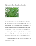 Kỹ thuật trồng cây mãng cầu xiêm