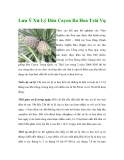 Lưu Ý Xử Lý Dứa Cayen Ra Hoa Trái Vụ