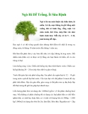 Ngò Rí Dễ Trồng, Ít Sâu Bệnh