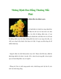 Những Bệnh Hoa Hồng Thường Mắc Phải