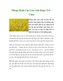 Phòng Bệnh Cho Lúa Giai Đoạn Trổ Chín
