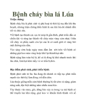 Bệnh cháy bìa lá Lúa