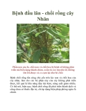 Bệnh đầu lân - chổi rồng cây Nhãn