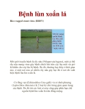 Bệnh lùn xoắn lá