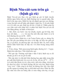 Bệnh Niu-cát-xơn trên gà (bệnh gà rù)