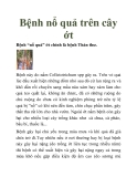 Bệnh nổ quả trên cây ớt