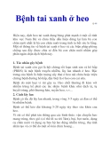 Bệnh tai xanh ở heo