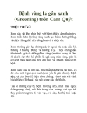 Bệnh vàng lá gân xanh (Greening) trên Cam Quýt