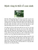Bệnh vàng lá thối rễ cam sành