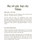 Bọ xít gây hại cây Nhãn