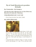 Bọ xít Xanh Rhynchocoris poseidon Kirkaldy