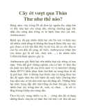 Cây ớt vượt qua Thán Thư như thế nào?