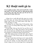 Kỹ thuật nuôi gà ta